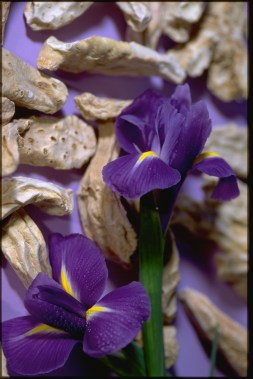 iris_pallida.jpg