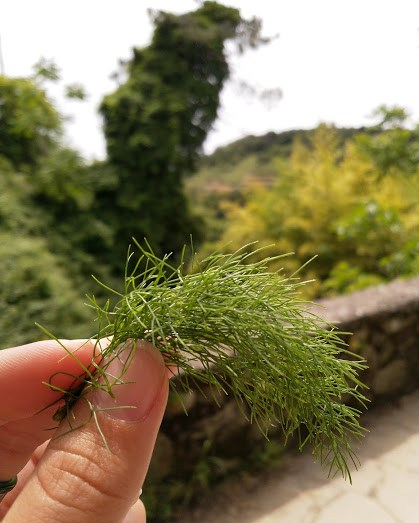 fenouil-sauvage.jpg